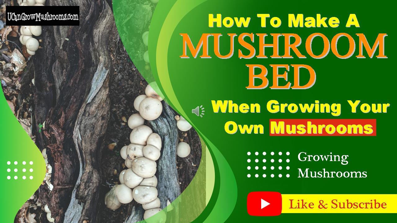 How to Grow Mushroom