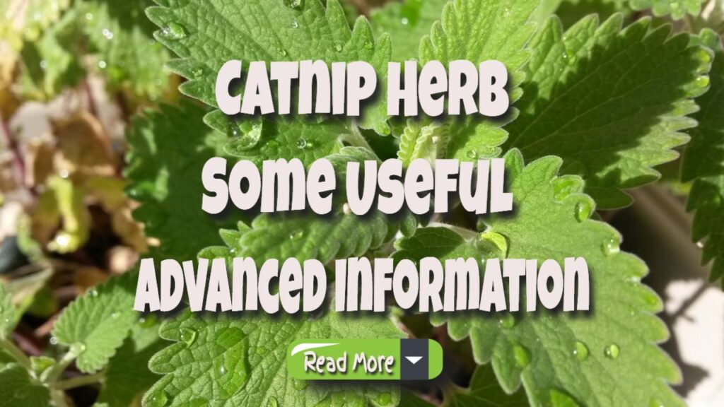 The Ultimate Guide to Catnip for Cat Lovers
