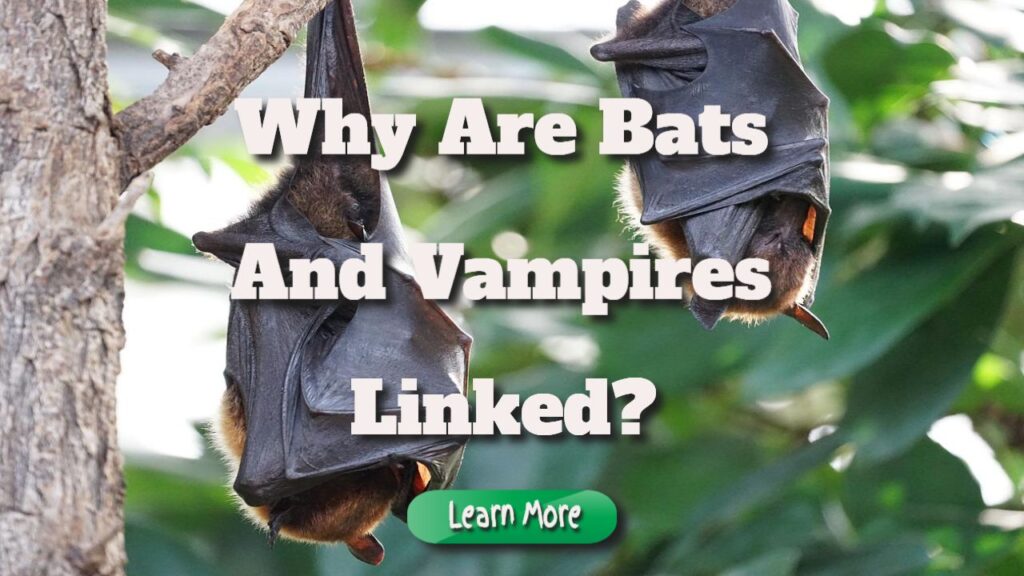 why are bats and vampires linked