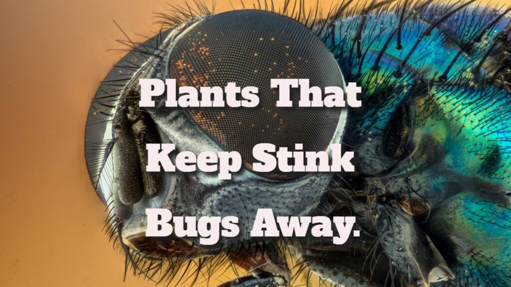 Plants That Keep Stink Bugs Away.