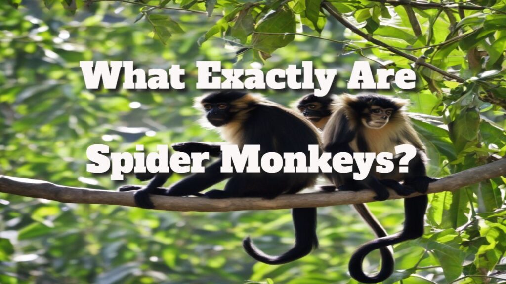 What Exactly Are Spider Monkeys?