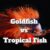 Goldfish vs Tropical Fish: Essential Differences To know