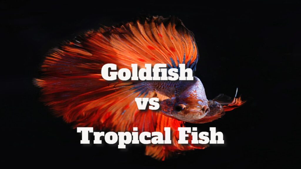 Goldfish vs Tropical Fish: Essential Differences To know