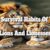 Survival Habits of Lions and Lionesses