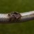 Emergency Plumber Tips for Managing Burst Pipes and Flexi Hoses