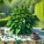 Herbal Remedies for Joint Pain Available in the UK