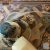 Victorian Hallway Tiles: Care Tips for Timeless Floors