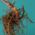 Supplements for Menopause: Natural Ways to Support Your Body