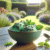 Mint in Desserts: A Refreshing Spin on Sweet Delights