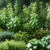 Herbs to Grow for Beginners: Easy Selections for New Gardeners