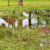 Stormwater Drain Solutions in Wollongong: Identifying Causes