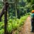 Canopy Tours: Exciting Zip Lining in Belize’s Rainforest