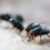 Maggot Extermination Strategies for Properties in Sydney