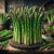 Grilled Asparagus with Lemon Zest: A Delightful Snack