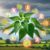 Herbs for Glowing Skin: Best Natural Remedies in the UK