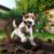 Jack Russell Terrier Digging Habits: An Essential Guide