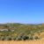 Olive Heritage: Explore Alentejo’s Olive Route in Portugal
