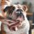 Bulldog Cleaning Tips for Keeping Wrinkles Fresh
