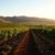 Winemaking Mastery: Discover San Miguel de Allende Vineyards
