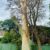 Spotted Gum Tree Struck by Lightning: An Adamstown Heights Case Study