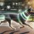 Wearable Fitness Trackers for Enhancing Your Pet’s Health