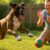 Playful Energy Management Strategies for Boxers