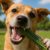 Dental Chews for Tartar Control: Essential Tips for Pet Owners