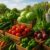 Sustainable Cooking Trends for 2025: Eco Innovations Unveiled