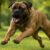 Bigger Dogs and Aggression: Understanding the Reality