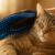 Grooming Gloves for Shedding Cats: The Best Fur Care Solution