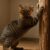 Tips for Teaching Cats to Use Scratching Posts Effectively