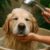Pet Bath Water Conservation Tips for Every Home