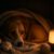 Calming Pets on Fourth of July: Effective Strategies