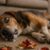 Seizure Management: Home Remedies for Your Pets