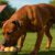 High-Protein Meals for Energised, Healthy Active Dogs