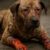 Burn Wound Care for Pets: Essential Recovery Tips