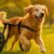 Mobility Aids for Dogs: Help Your Aging Pet Stay Active