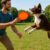 Frisbee Throwing Techniques to Train Your Dog Effectively