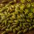 Fennel Seed Recipes: Italian and Indian Flavours Unleashed