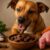 Hypoallergenic Pet Treat Recipes: Easy and Tasty Ideas