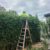 Hedging Plants for Newcastle Gardens: Easy Care Choices