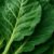 Collard Greens Recipe: A Healthy Dinner Idea