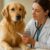 Medication Administration Guide for Pets: Key Tips Explained