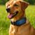Solar-Powered Gadgets for Eco-Friendly Pet Innovations