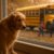 Back-to-School Pet Adjustment Guide for a Smooth Transition