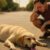 Heat Exhaustion Treatment for Pets: Key Recovery Tips