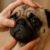 Brachycephalic Pet Breeds: Key Eye Health Checks Needed