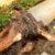 Tree Roots in Drains: Addressing Wollongong’s Ongoing Issue