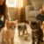 Essential Guide to Kittens and Their Socialisation Windows