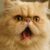 Care Guide for Respiratory Issues in Flat-Faced Cats